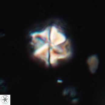 Polycostella senaria 19100