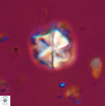 Polycostella senaria 19101