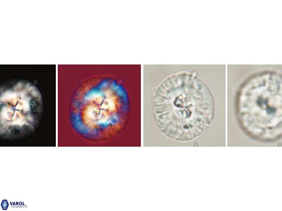 Chontriemfanisi Header Image