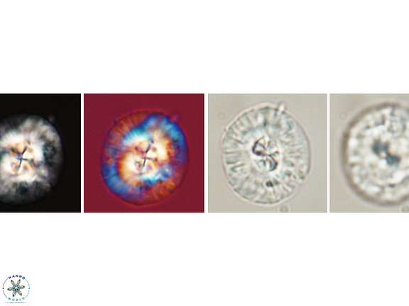 Chontriemfanisi Header Image