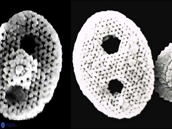 Life-cycle Header Image