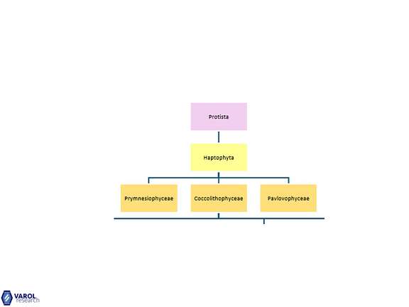 Higher Taxonomy Header Image