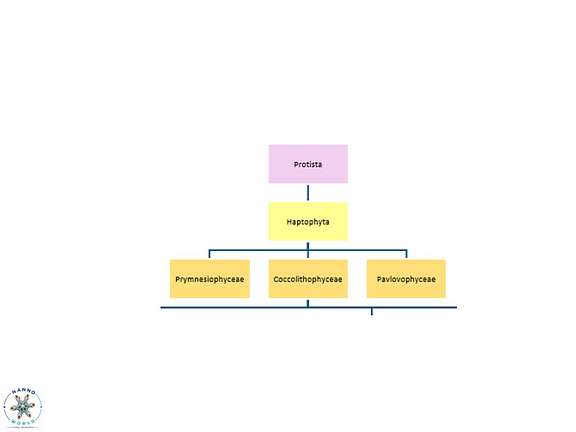 Higher Taxonomy Header Image