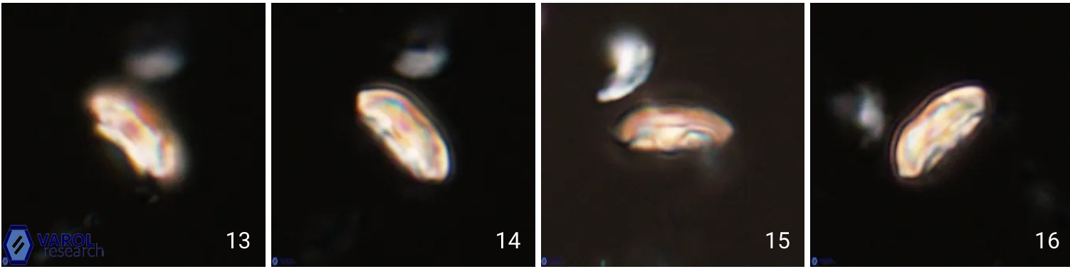 Scoteinimorfi aquilus Header Image